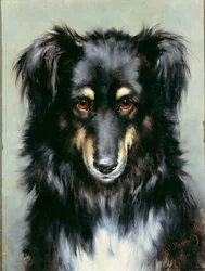 Musta-ruskea collie, 1890
